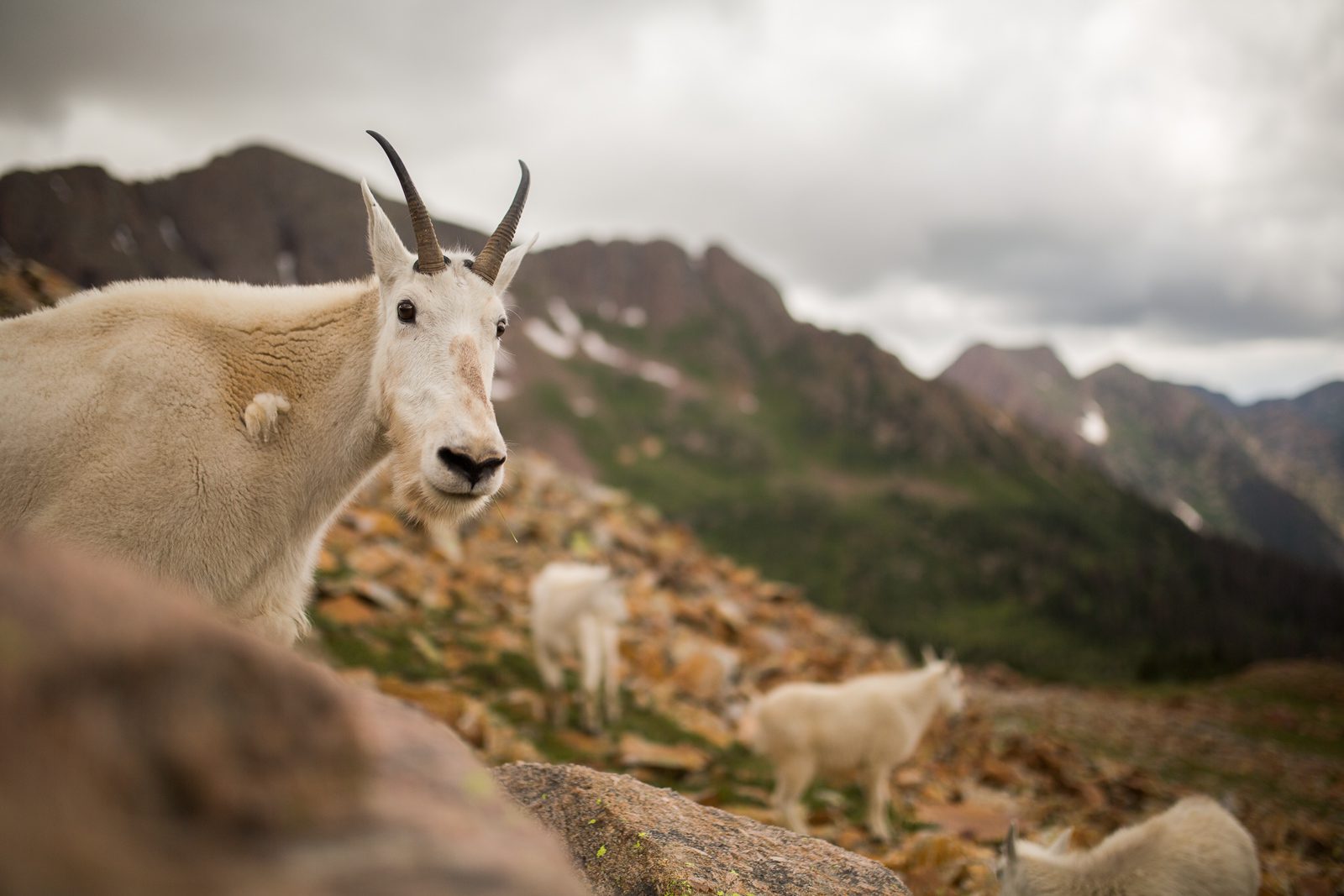 Mountain Goats in the Weminuche Picture