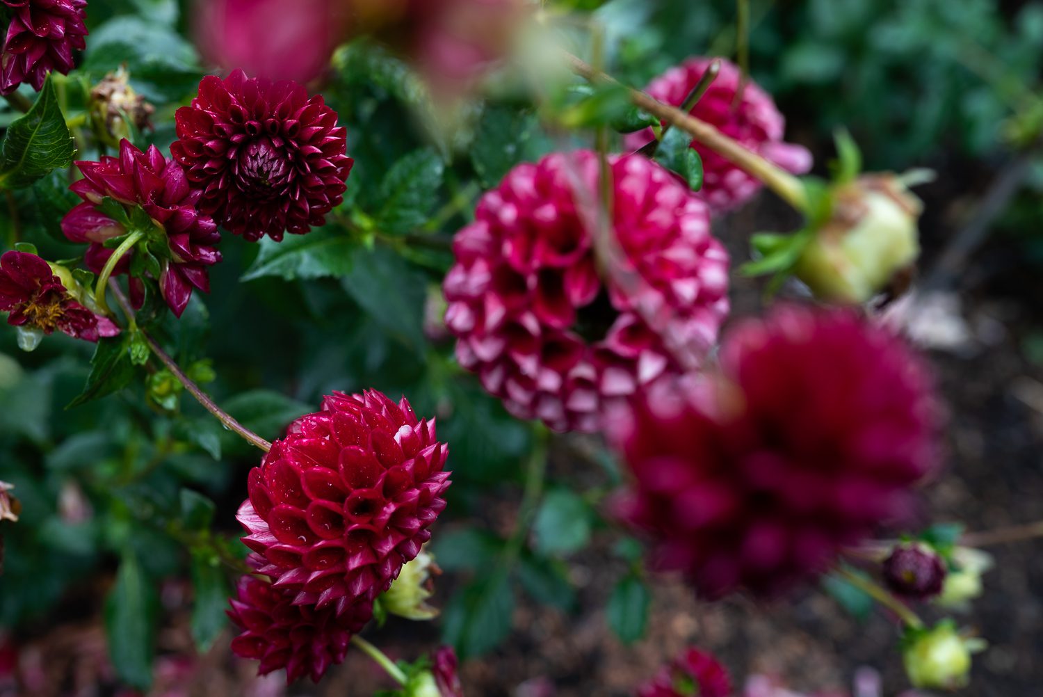 Red Hanging Dahlia Flowers